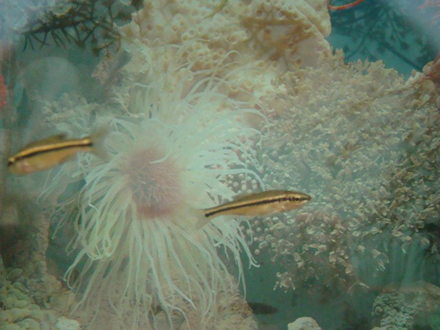 (Tampichthys) Род ТАМПИХТИСЫ 6 видов